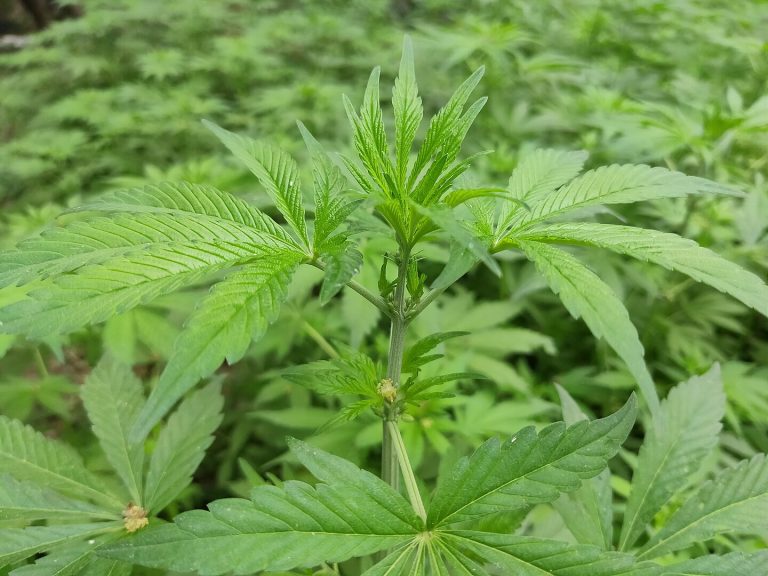 Anvisa cria regras para cultivo de cannabis medicinal