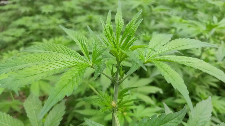 Anvisa cria regras para cultivo de cannabis medicinal