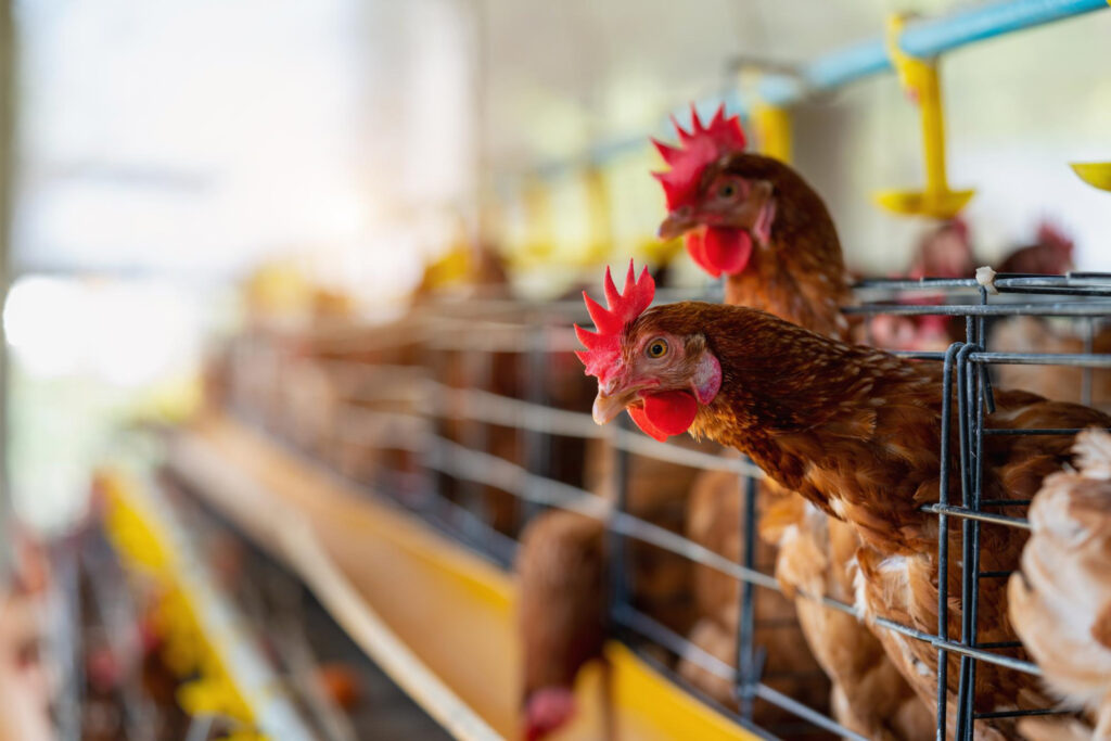 Gripe aviária no Brasil: governo tenta convencer China a manter compra de frango