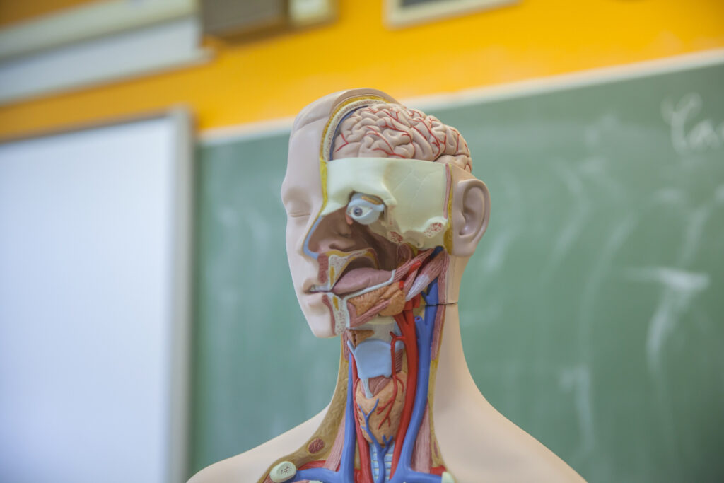 Segredos fascinantes do corpo humano que vão te surpreender