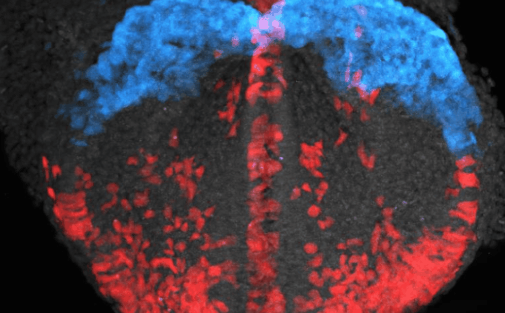 Cientistas divulgam imagem inédita da formação do coração humano