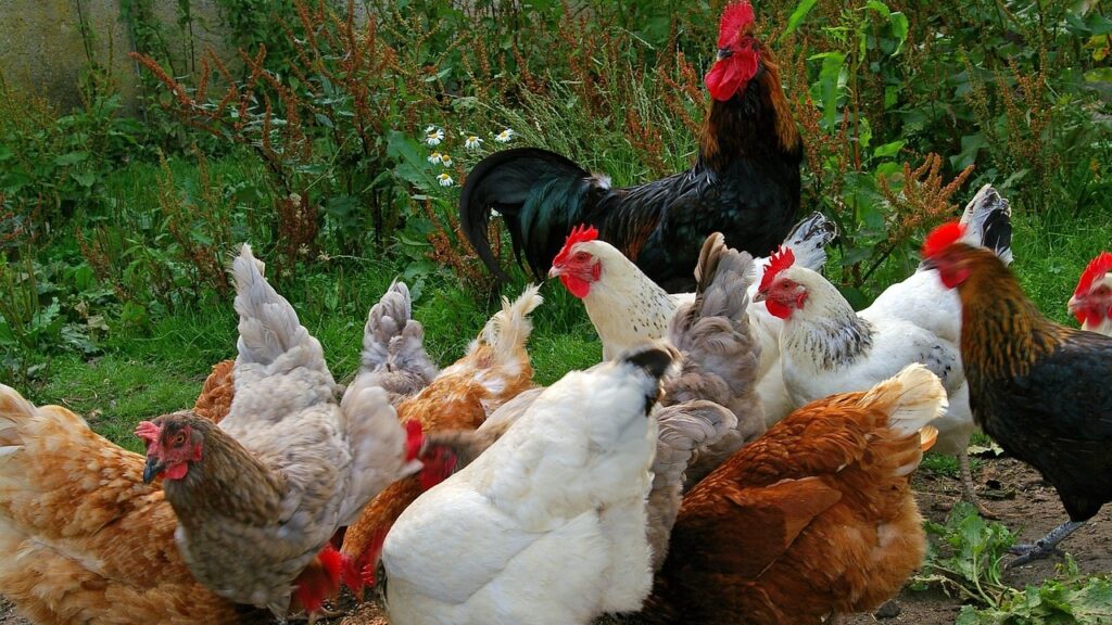 Fim da emergência? RS conclui desinfecção em granja afetada por gripe aviária