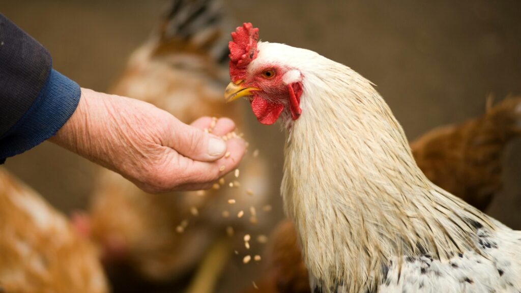 20 países suspendem importação de frango brasileiro; veja a lista completa