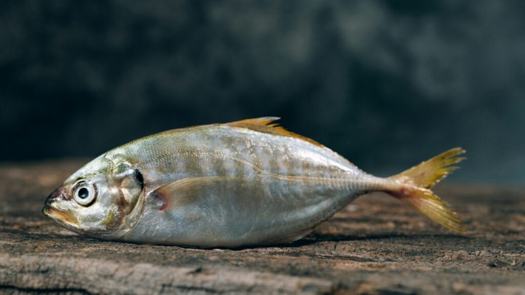 Peixes caindo do céu? Isso aconteceu mesmo!