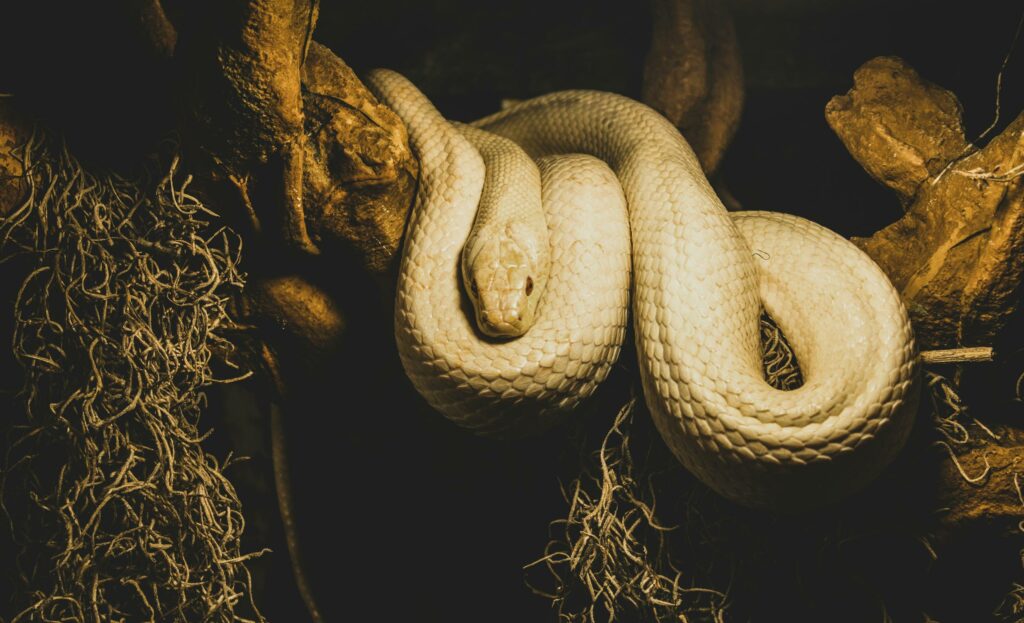 Estado brasileiro esconde ilha com 15 mil cobras venenosas