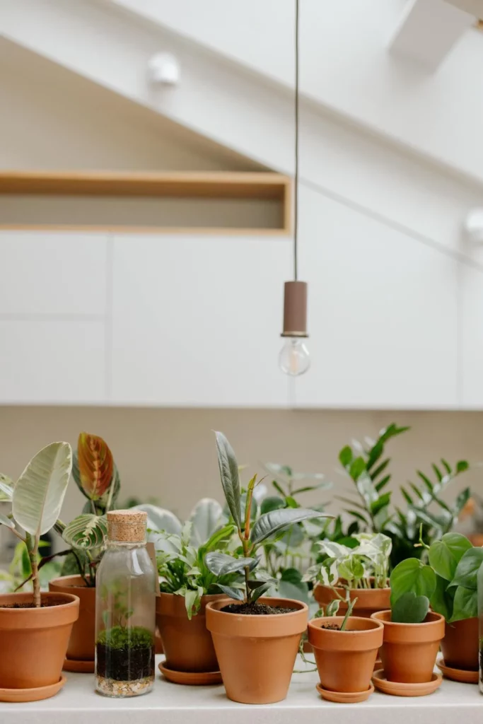 Dormir com plantas no quarto faz mal? O que dizem os cientistas