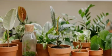 Dormir com plantas no quarto faz mal? O que dizem os cientistas