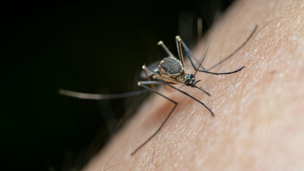 Os 10 melhores repelentes para enfrentar os mosquitos