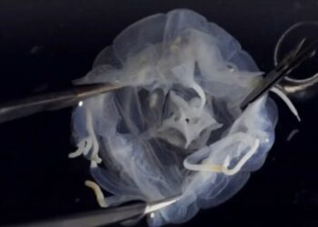 Criatura com 24 olhos e corpo estranho aparece em lago asiático