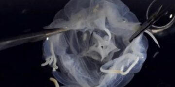 Criatura com 24 olhos e corpo estranho aparece em lago asiático