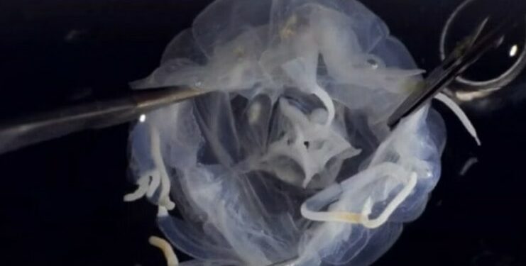 Criatura com 24 olhos e corpo estranho aparece em lago asiático