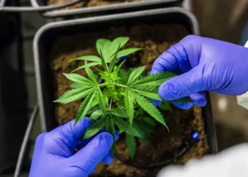 Reprodução: Pixabay