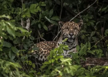 Foto: ICMBIO/divulgação