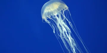 O animal mais venenoso do mundo é diferente do que você imagina