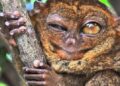 Esse animal é tão diferente que parece de outro planeta