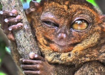 Esse animal é tão diferente que parece de outro planeta