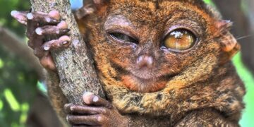 Esse animal é tão diferente que parece de outro planeta