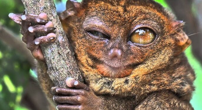 Esse animal é tão diferente que parece de outro planeta