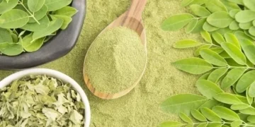 Planta poderosa está fazendo sucesso por ser conhecida como “árvore da vida”