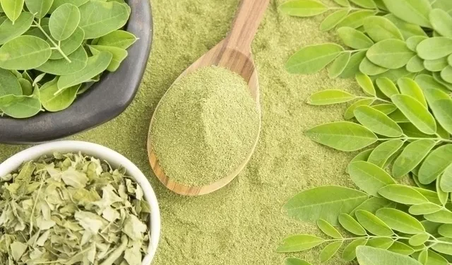 Planta poderosa está fazendo sucesso por ser conhecida como “árvore da vida”