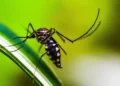 Proteja sua casa de mosquitos com esses métodos caseiros e seguros
