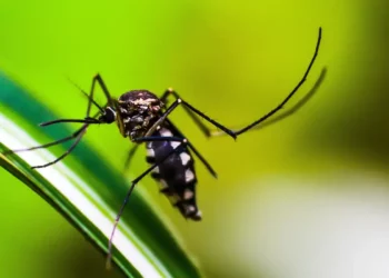 Proteja sua casa de mosquitos com esses métodos caseiros e seguros