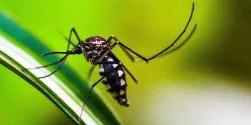Proteja sua casa de mosquitos com esses métodos caseiros e seguros