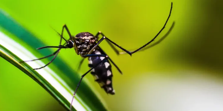 Proteja sua casa de mosquitos com esses métodos caseiros e seguros