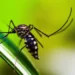 Proteja sua casa de mosquitos com esses métodos caseiros e seguros