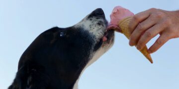 20 alimentos que você nunca deve dar ao seu cachorro