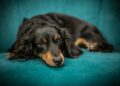 7 raças de cachorro ideais para apartamentos pequenos