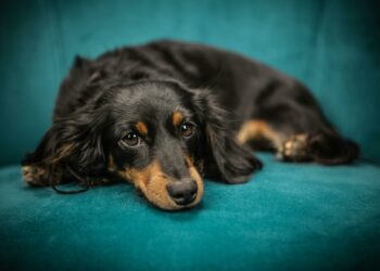 7 raças de cachorro ideais para apartamentos pequenos