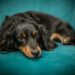 7 raças de cachorro ideais para apartamentos pequenos