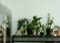 Melhores plantas para ter dentro de casa e aliviar alergias