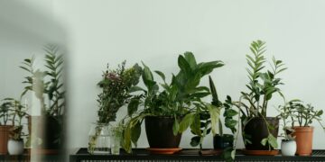 Melhores plantas para ter dentro de casa e aliviar alergias