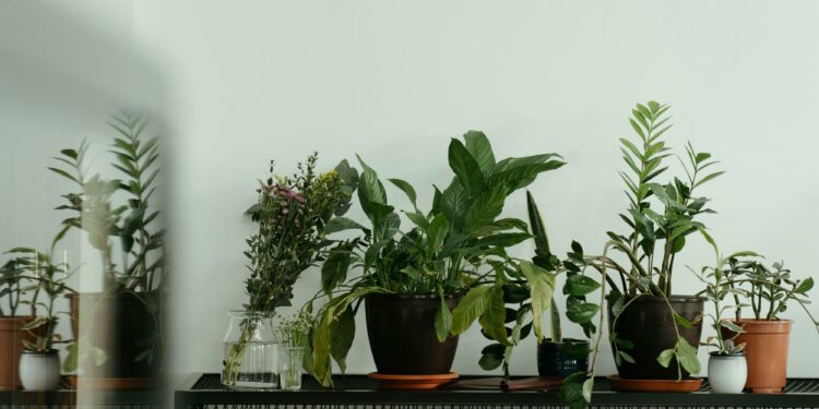 Melhores plantas para ter dentro de casa e aliviar alergias