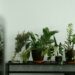 Melhores plantas para ter dentro de casa e aliviar alergias