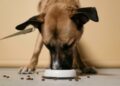 Comidas que são tóxicas para cães e você jamais deve dar