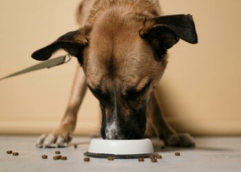 Comidas que são tóxicas para cães e você jamais deve dar