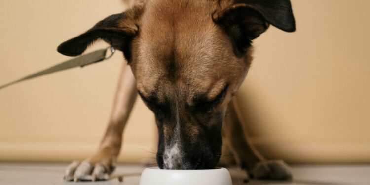 Comidas que são tóxicas para cães e você jamais deve dar