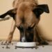 Comidas que são tóxicas para cães e você jamais deve dar
