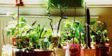 3 plantas perfeitas para atrair boas energias