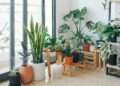 Ter muitas plantas em casa pode indicar algo surpreendente sobre você