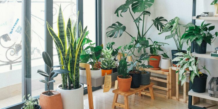 Ter muitas plantas em casa pode indicar algo surpreendente sobre você