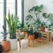 Ter muitas plantas em casa pode indicar algo surpreendente sobre você
