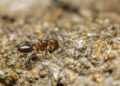 Soluções fáceis para eliminar formigas e manter a casa limpa