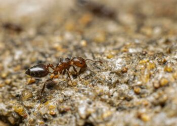 Soluções fáceis para eliminar formigas e manter a casa limpa