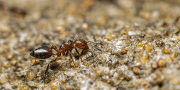 Soluções fáceis para eliminar formigas e manter a casa limpa