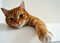 Como saber se você é a pessoa favorita do seu gato