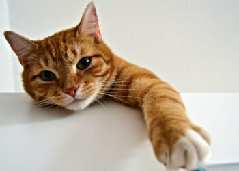 Como saber se você é a pessoa favorita do seu gato